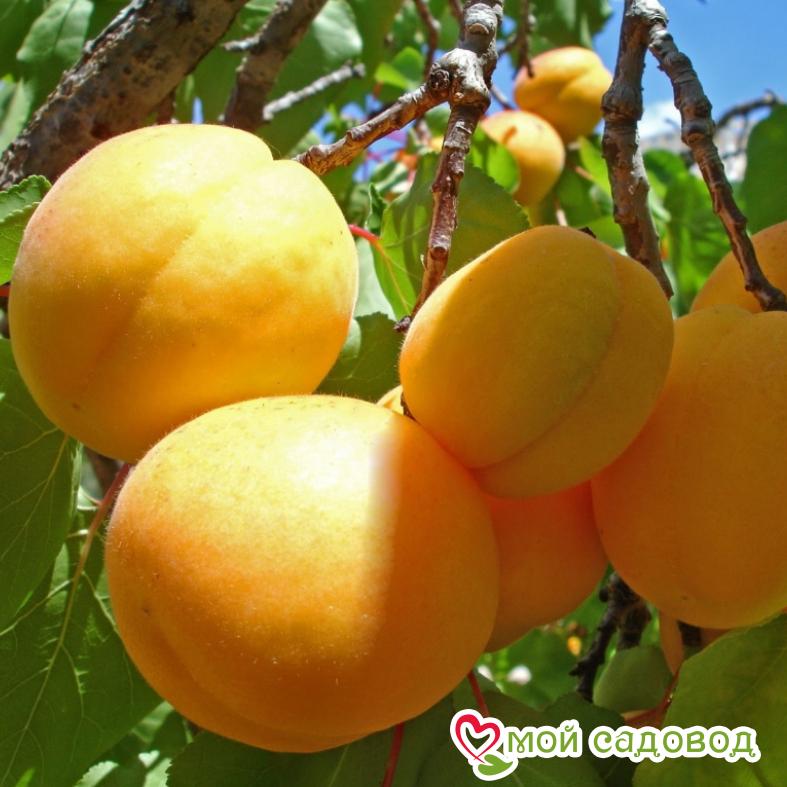 Абрикос Бай Среднеранний