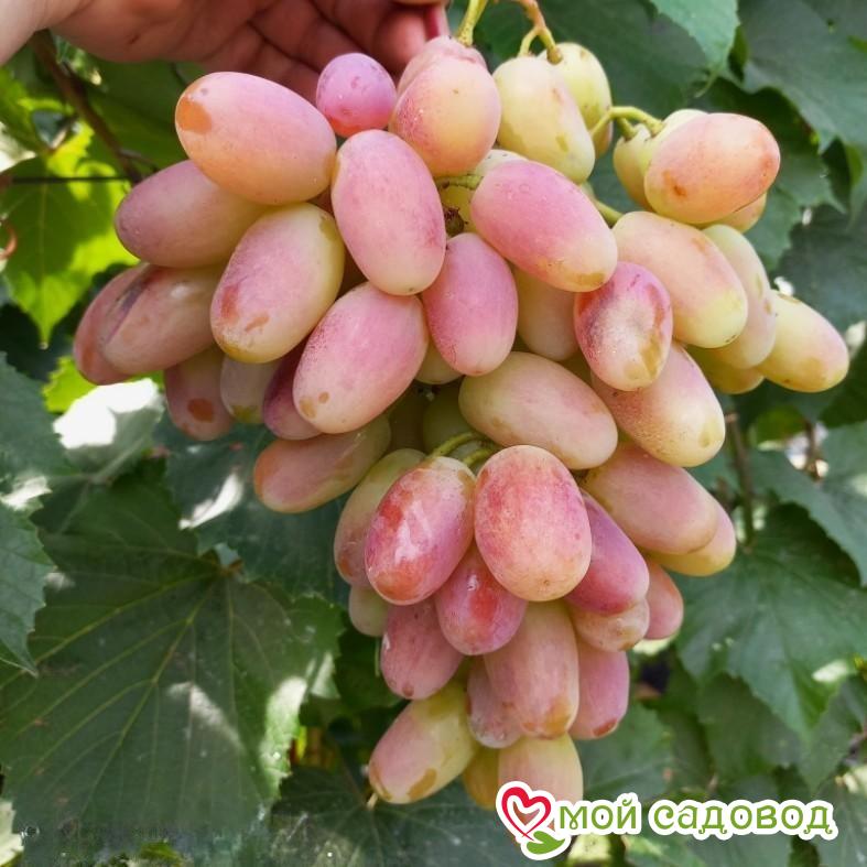 Виноград Преображение