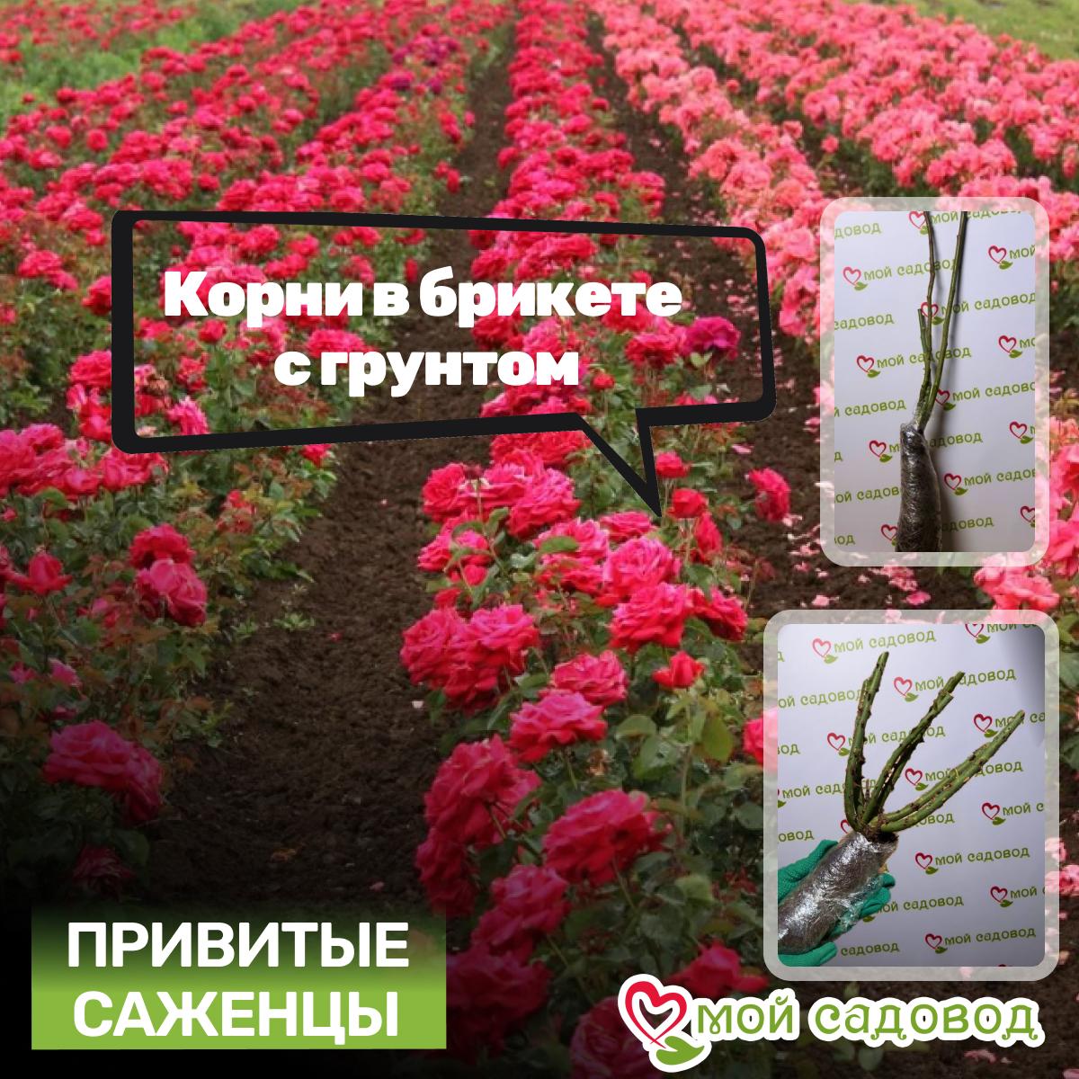 Роза Боскобел