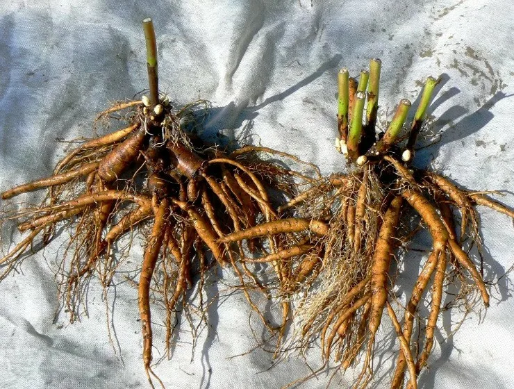 Георгин Аквамарин